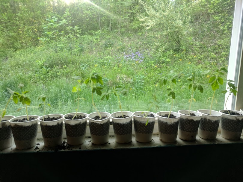 Growing Survival Seeds