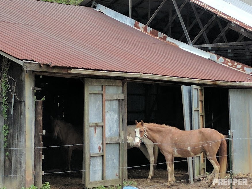 horses outside barn