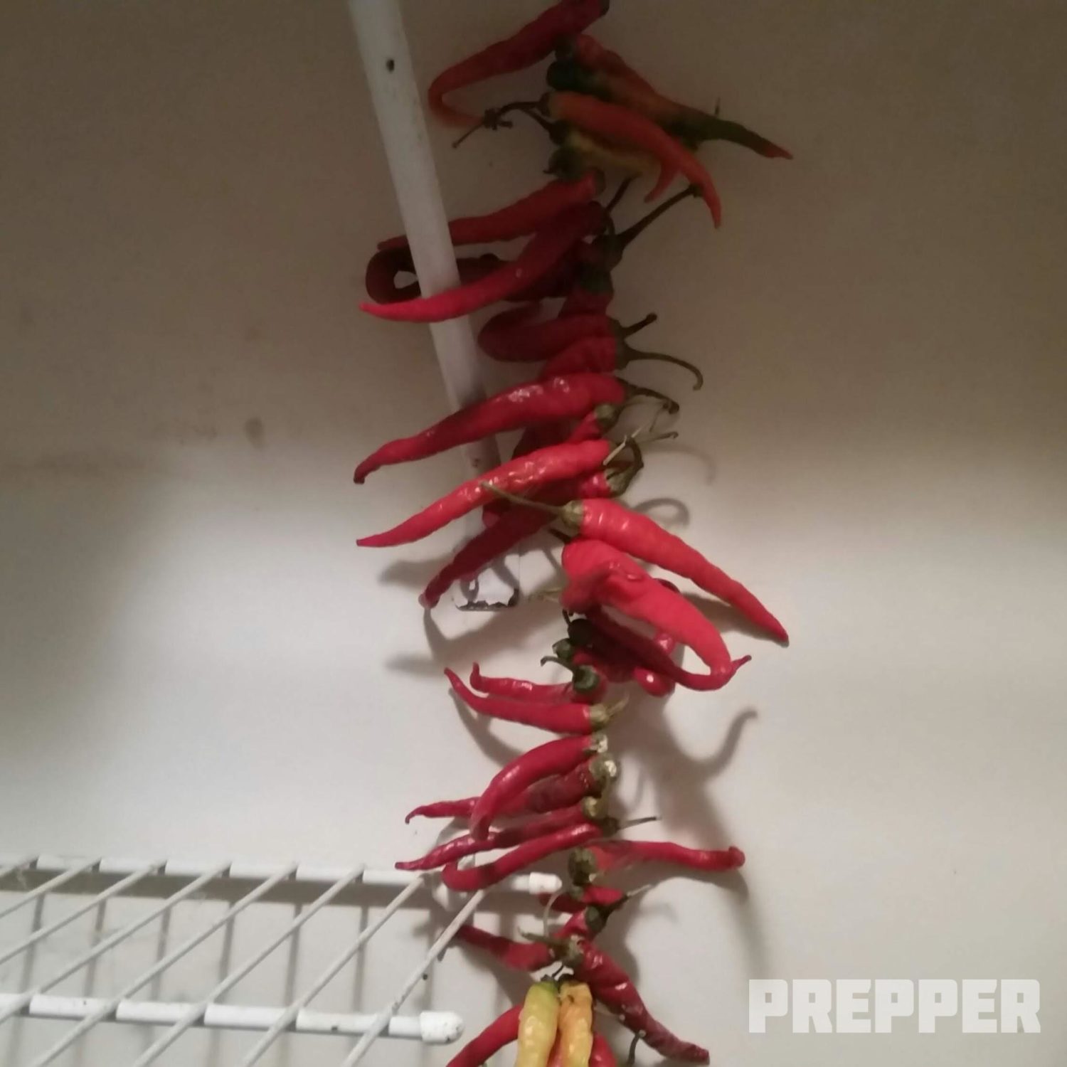 Hang Drying Peppers