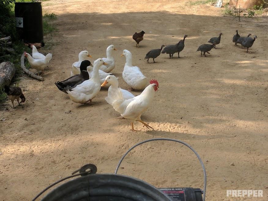 poultry flock
